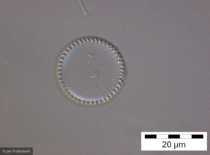 Stephanodiscus hantzschii · Heterocontophyta Bacillariophyceae Centrales · 1000x