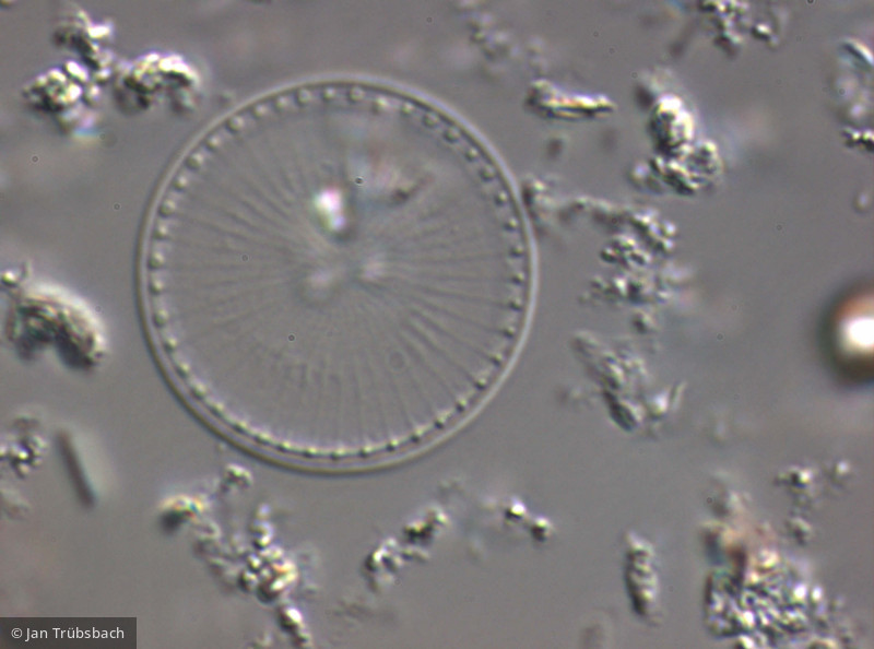 Stephanodiscus hantzschii · Heterocontophyta Bacillariophyceae Centrales · 1500x