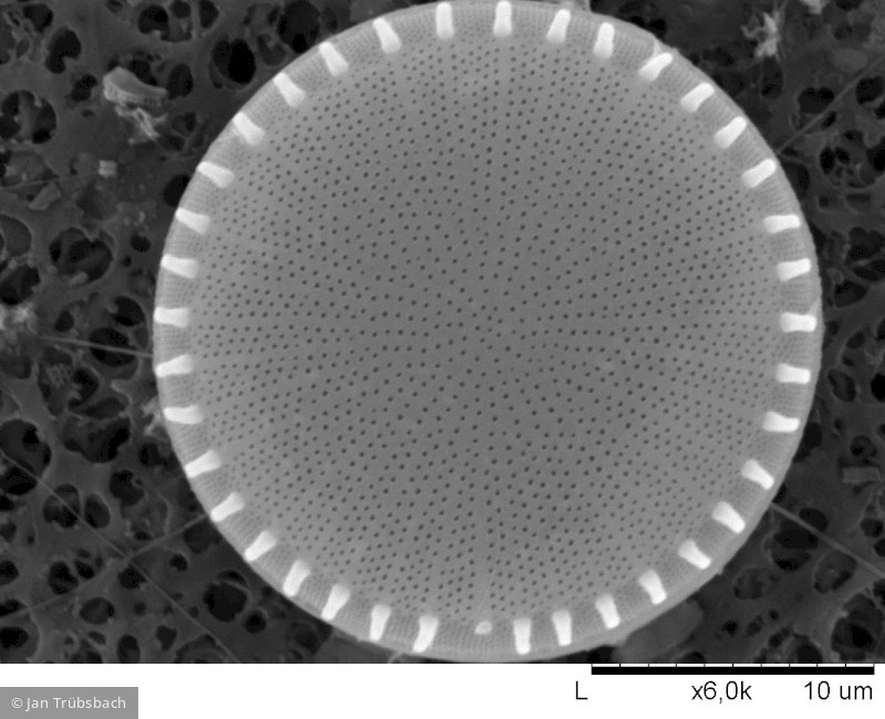 Stephanodiscus hantzschii · Heterocontophyta Bacillariophyceae Centrales · 10000x