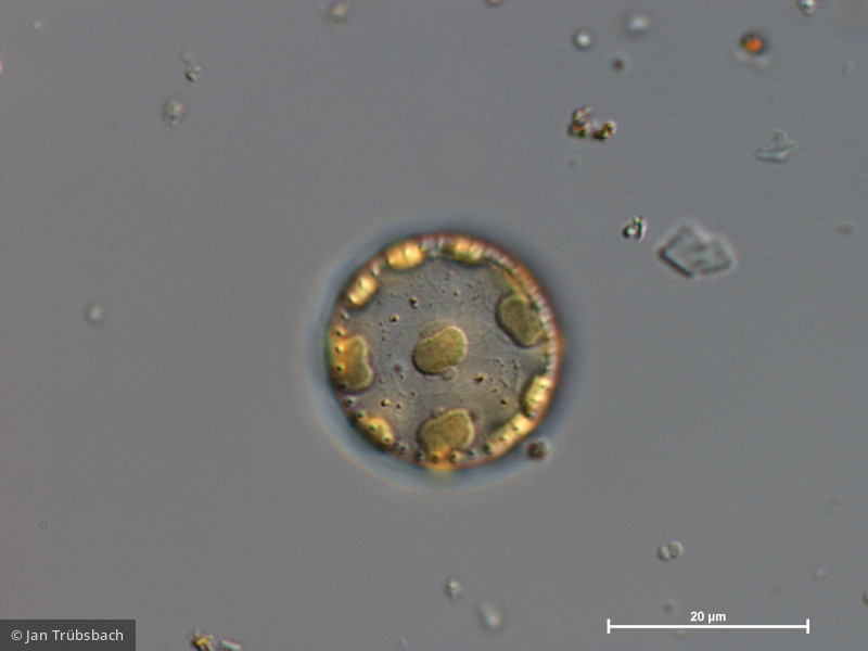 Stephanodiscus hantzschii · Heterocontophyta Bacillariophyceae Centrales · 1000x