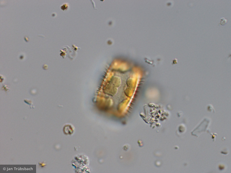 Stephanodiscus hantzschii · Heterocontophyta Bacillariophyceae Centrales · 1000x