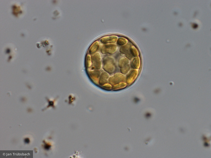 Stephanodiscus hantzschii · Heterocontophyta Bacillariophyceae Centrales · 1000x