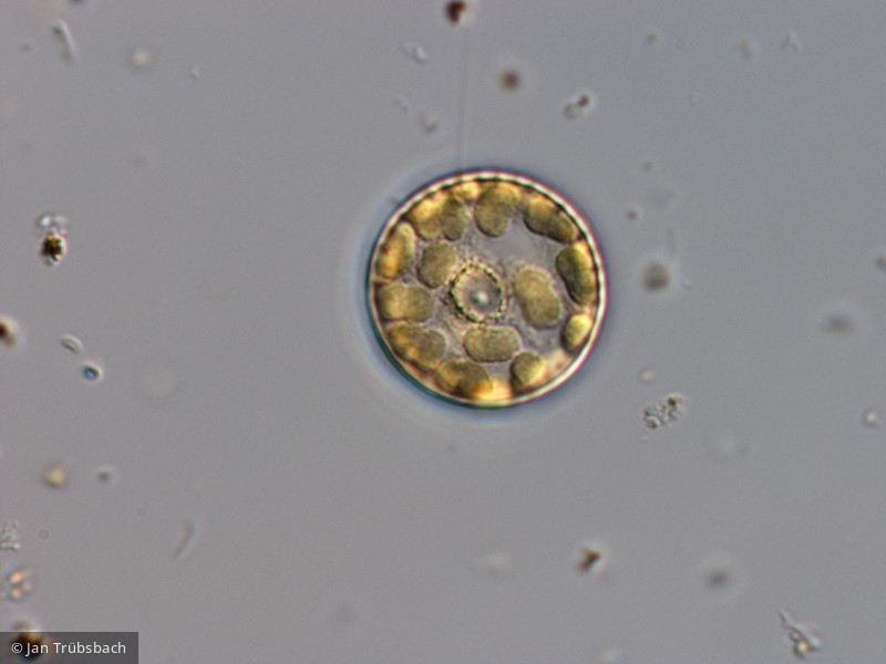 Stephanodiscus hantzschii · Heterocontophyta Bacillariophyceae Centrales · 1000x