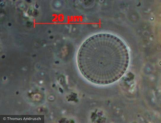 Stephanodiscus hantzschii · Heterocontophyta Bacillariophyceae Centrales · 1000x