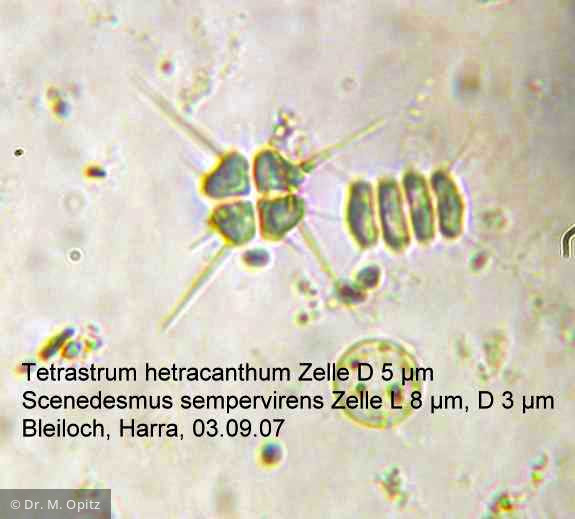 Tetrastrum_heteracanthum_1234422169 - Chlorophyta Chlorophyceae Chlorococcales Tetrastrum heteracanthum
