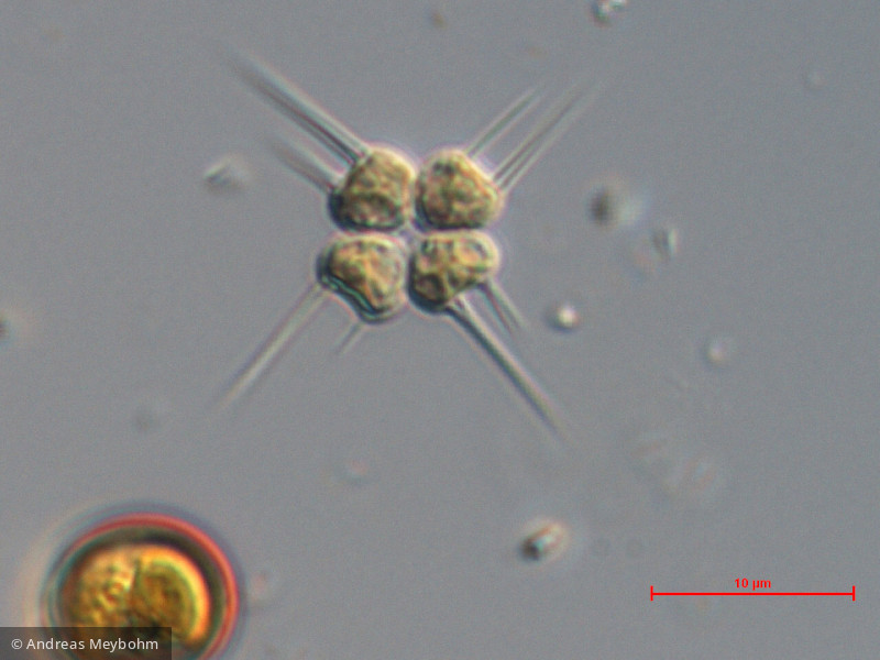 Chlorophyta Chlorophyceae Chlorococcales Tetrastrum heteracanthum