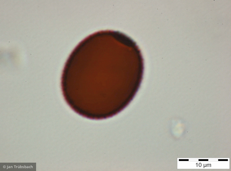 Trachelomonas_hispida_1255347684 - Euglenophyta Euglenophyceae Euglenales Trachelomonas hispida