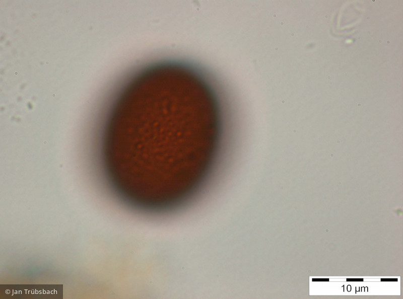 Trachelomonas_hispida_1255347836 - Euglenophyta Euglenophyceae Euglenales Trachelomonas hispida