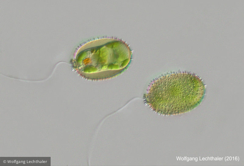 Euglenophyta Euglenophyceae Euglenales Trachelomonas hispida