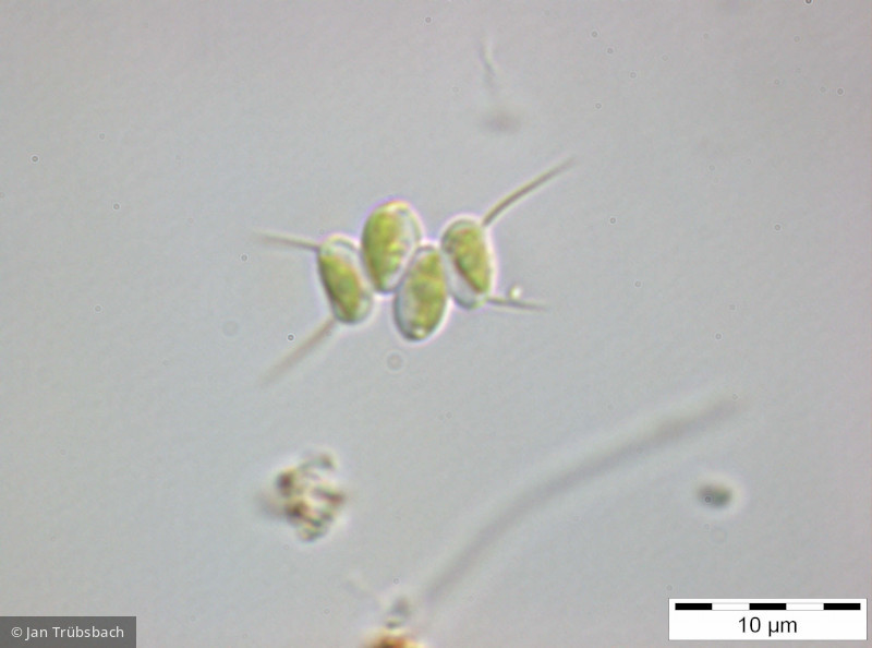 Scenedesmus_intermedius_1255340436 - Chlorophyta Chlorophyceae Chlorococcales Desmodesmus intermedius