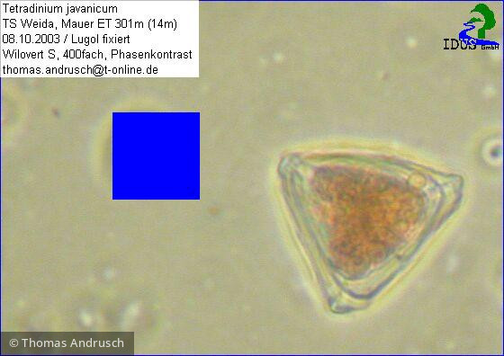 Tetradinium javanicum · Dinophyta Dinophyceae · 400fachx