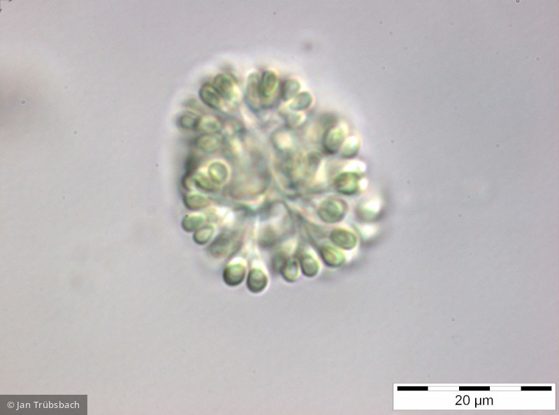 Snowella_lacustris_1254214471 - Cyanobacteria Cyanobacteria Chroococcales Snowella lacustris