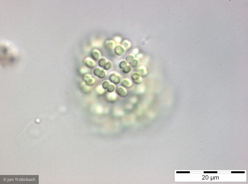 Snowella_lacustris_1254214620 - Cyanobacteria Cyanobacteria Chroococcales Snowella lacustris