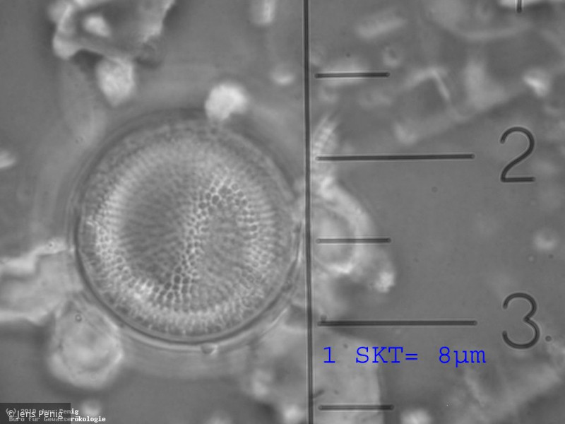 Thalassiosira_lacustris_1279819444 - Heterocontophyta Bacillariophyceae Centrales Thalassiosira lacustris