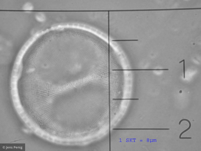 Heterocontophyta Bacillariophyceae Centrales Thalassiosira lacustris