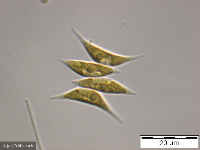 Scenedesmus_acuminatus_1254147577 - Chlorophyta Chlorophyceae Chlorococcales Tetradesmus lagerheimii