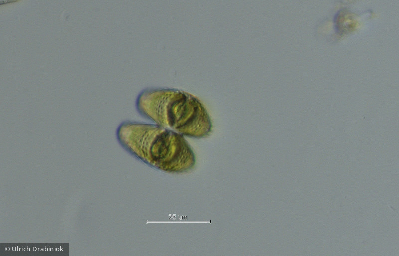 Chlorophyta Conjugatophyceae Desmidiales Staurastrum lapponicum