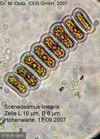 Scenedesmus_linearis_1233298816 - Chlorophyta Chlorophyceae Chlorococcales Scenedesmus linearis