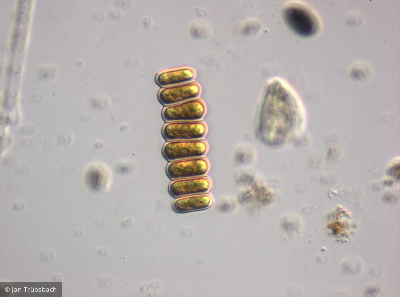 Scenedesmus_linearis_1246436819 - Chlorophyta Chlorophyceae Chlorococcales Scenedesmus linearis