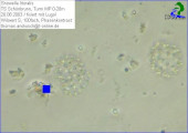 Snowella_littoralis_1238673356