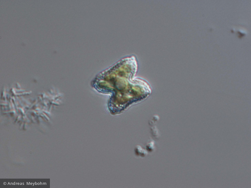 Tetraedron_minimum_1220875165 - Chlorophyta Chlorophyceae Chlorococcales Tetraedron minimum