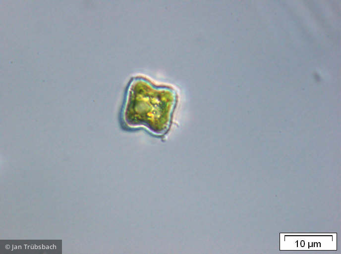 Tetraedron_minimum_1221494131 - Chlorophyta Chlorophyceae Chlorococcales Tetraedron minimum
