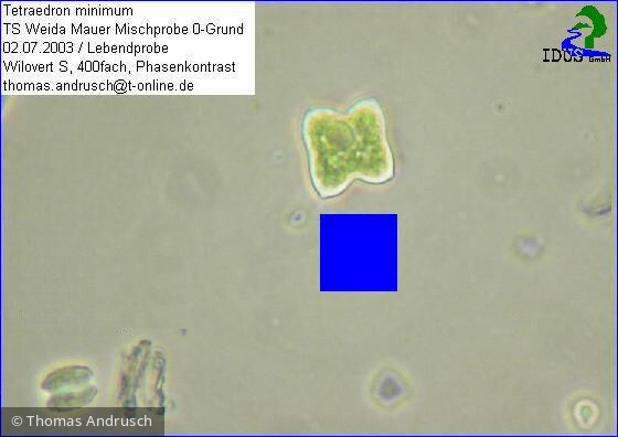 Tetraedron_minimum_1238662821 - Chlorophyta Chlorophyceae Chlorococcales Tetraedron minimum