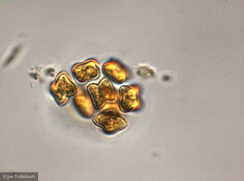 Tetraedron_minimum_1246540435 - Chlorophyta Chlorophyceae Chlorococcales Tetraedron minimum