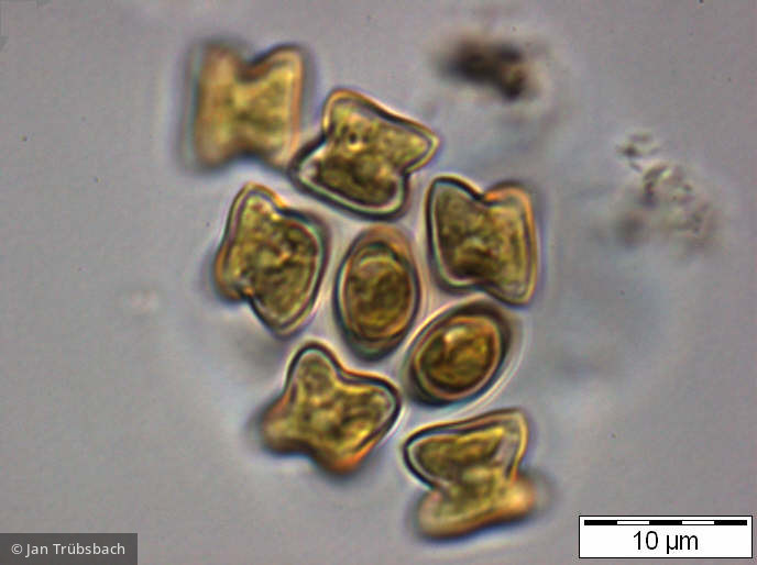 Tetraedron_minimum_1253114552 - Chlorophyta Chlorophyceae Chlorococcales Tetraedron minimum