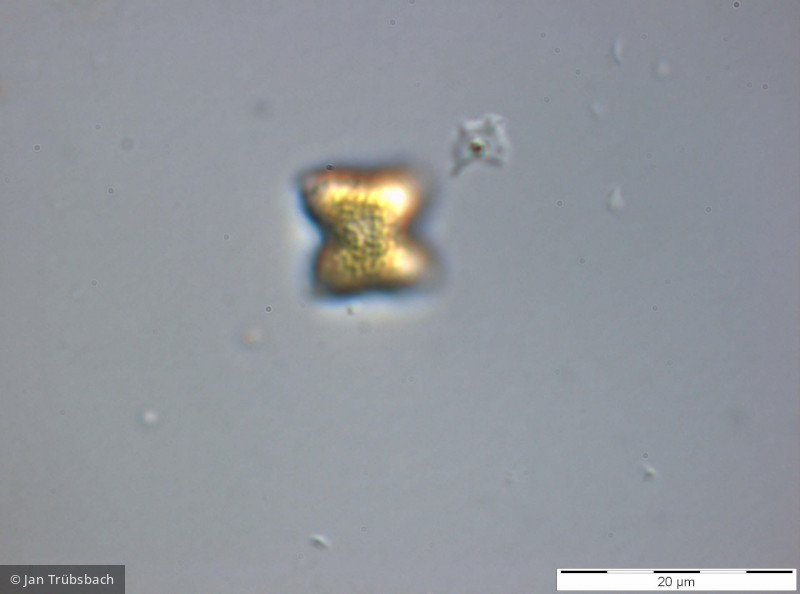 Chlorophyta Chlorophyceae Chlorococcales Tetraedron minimum