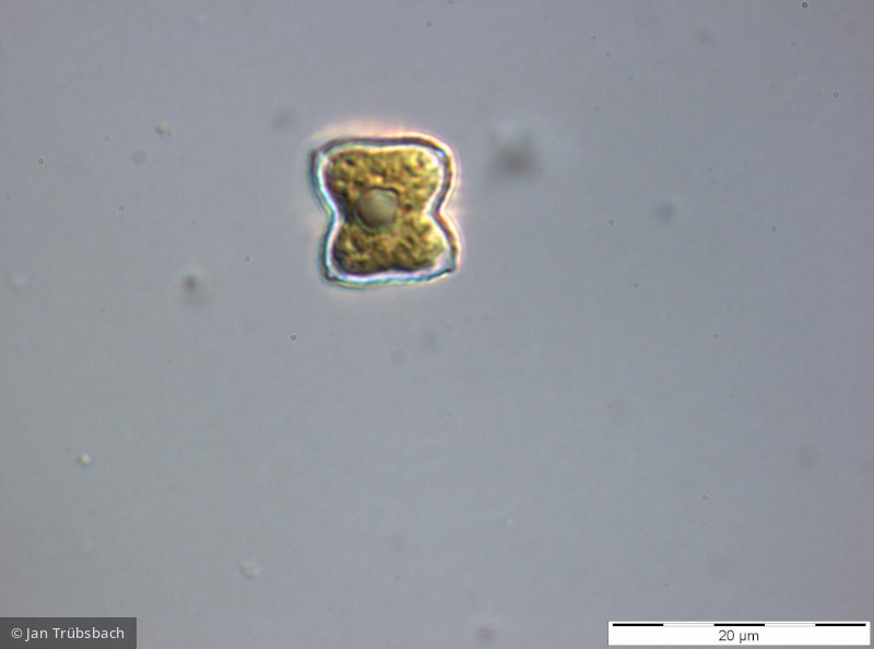 Chlorophyta Chlorophyceae Chlorococcales Tetraedron minimum