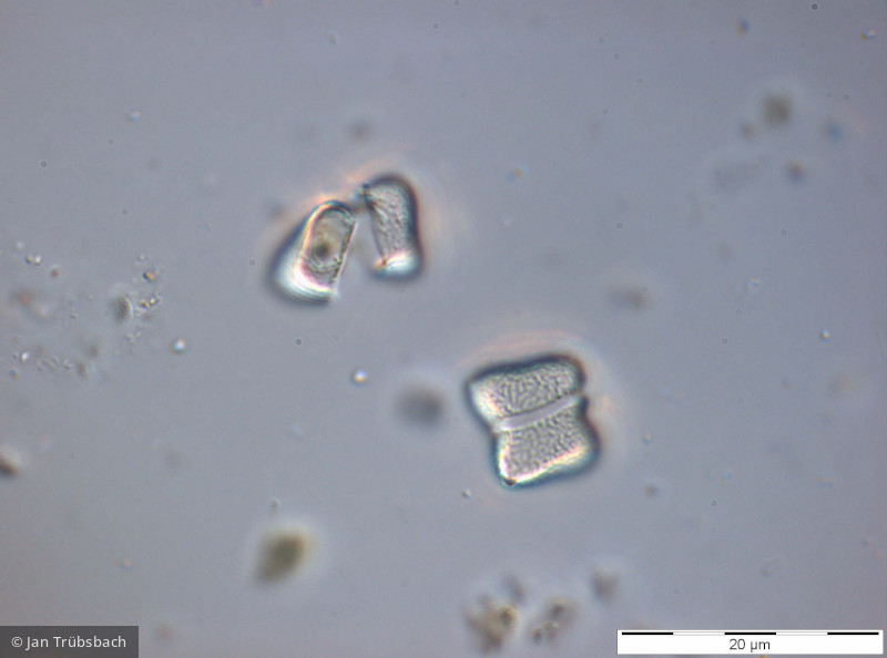 Chlorophyta Chlorophyceae Chlorococcales Tetraedron minimum
