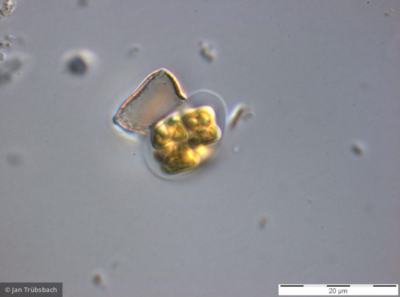 Chlorophyta Chlorophyceae Chlorococcales Tetraedron minimum