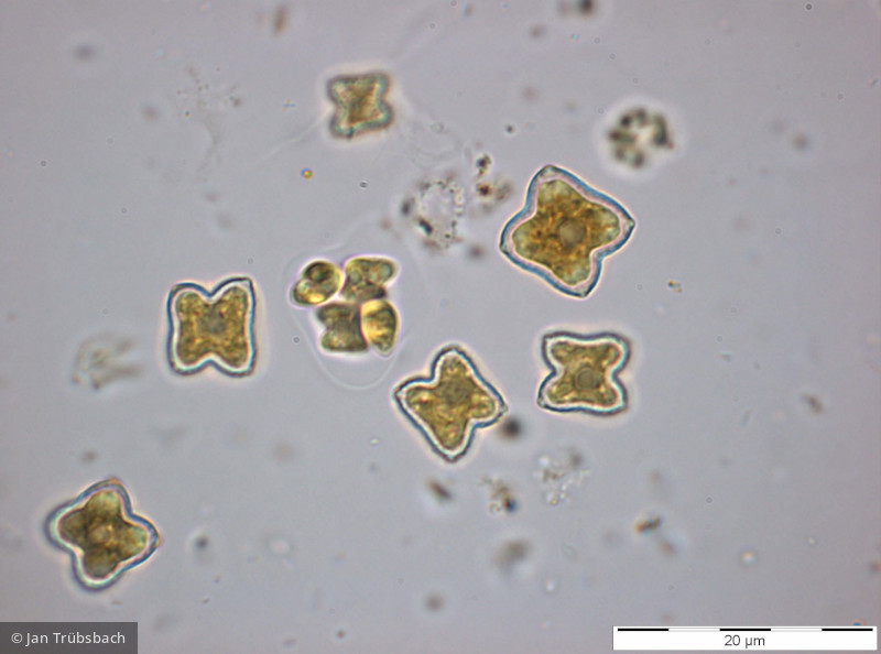 Chlorophyta Chlorophyceae Chlorococcales Tetraedron minimum