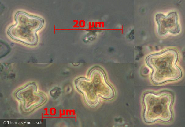 Chlorophyta Chlorophyceae Chlorococcales Tetraedron minimum