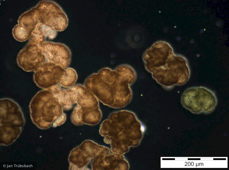 Woronichinia_naegeliana_1253708903 - Cyanobacteria Cyanobacteria Chroococcales Woronichinia naegeliana