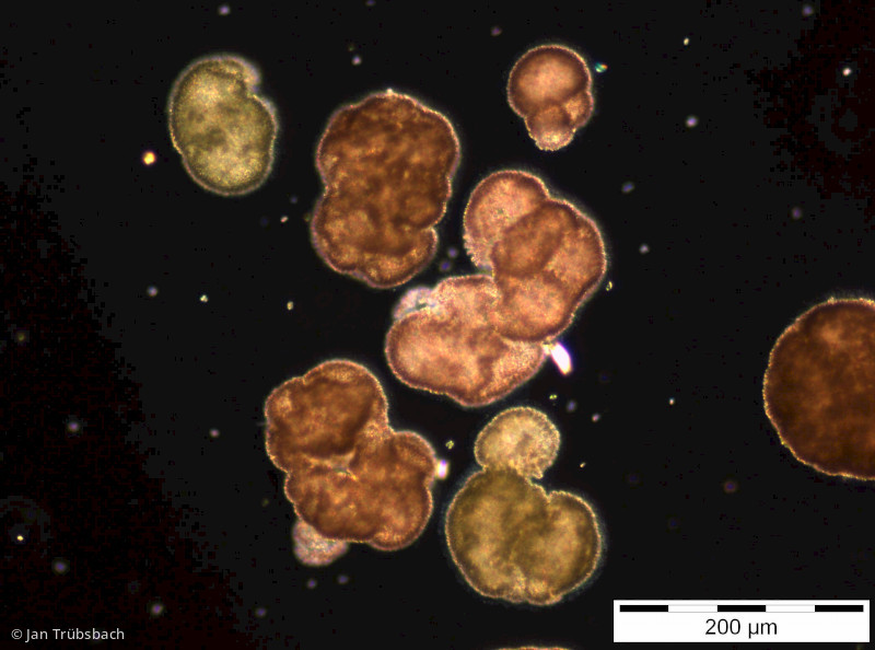 Woronichinia_naegeliana_1253709247 - Cyanobacteria Cyanobacteria Chroococcales Woronichinia naegeliana