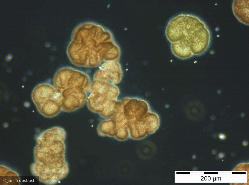 Woronichinia_naegeliana_1253709337 - Cyanobacteria Cyanobacteria Chroococcales Woronichinia naegeliana