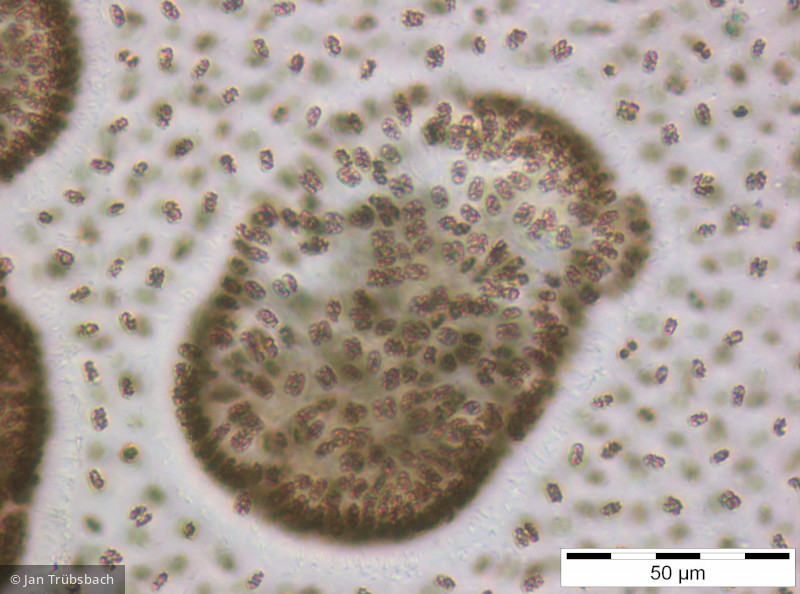 Woronichinia_naegeliana_1253709984 - Cyanobacteria Cyanobacteria Chroococcales Woronichinia naegeliana