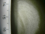 Woronichinia_naegeliana_1253793704