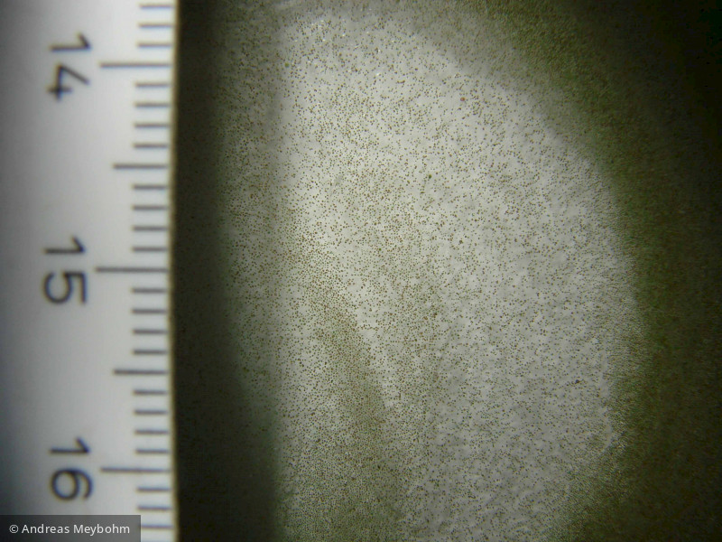 Woronichinia_naegeliana_1253793704 - Cyanobacteria Cyanobacteria Chroococcales Woronichinia naegeliana