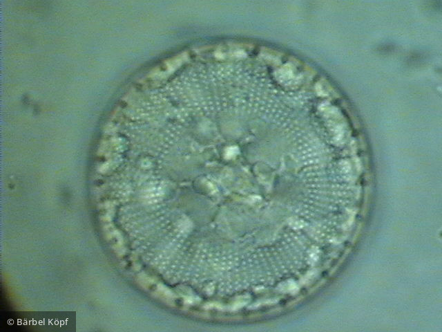 Stephanodiscus neoastraea - Heterocontophyta Bacillariophyceae Centrales Stephanodiscus neoastraea