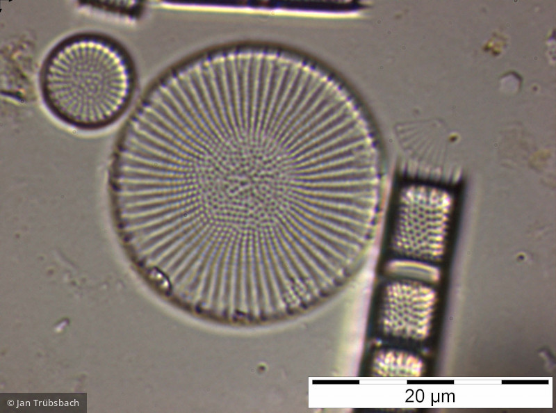 Stephanodiscus_neoastraea_1229073175 - Heterocontophyta Bacillariophyceae Centrales Stephanodiscus neoastraea