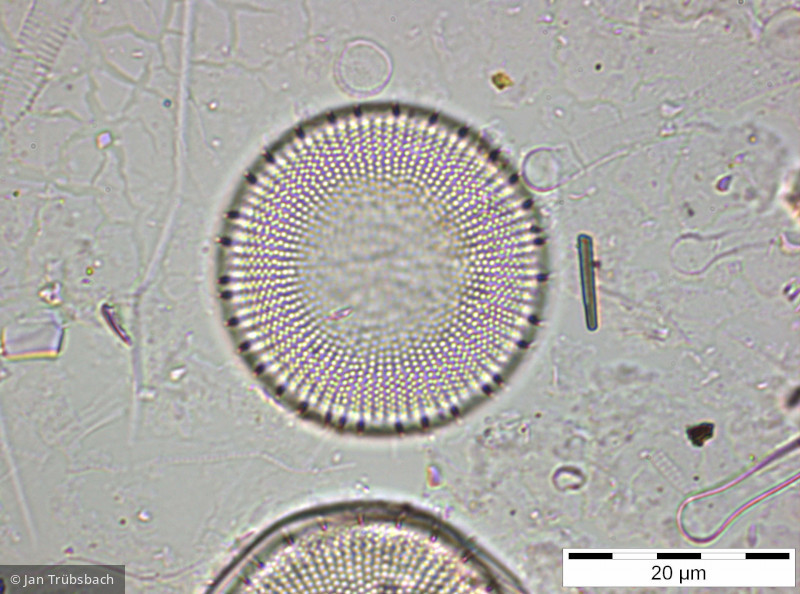 Stephanodiscus_neoastraea_1259587295 - Heterocontophyta Bacillariophyceae Centrales Stephanodiscus neoastraea