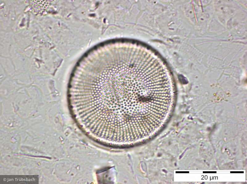 Stephanodiscus_neoastraea_1259587521 - Heterocontophyta Bacillariophyceae Centrales Stephanodiscus neoastraea