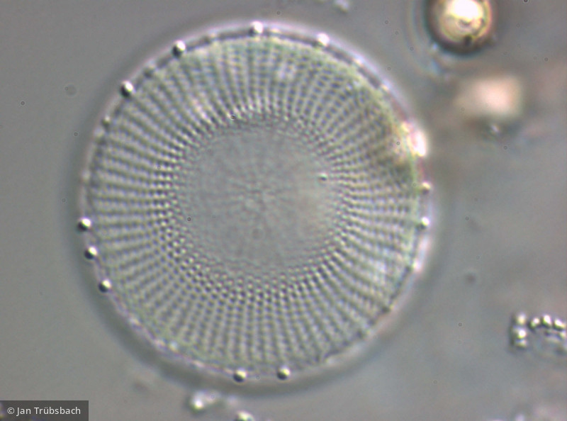 Stephanodiscus_neoastraea_1265978198 - Heterocontophyta Bacillariophyceae Centrales Stephanodiscus neoastraea