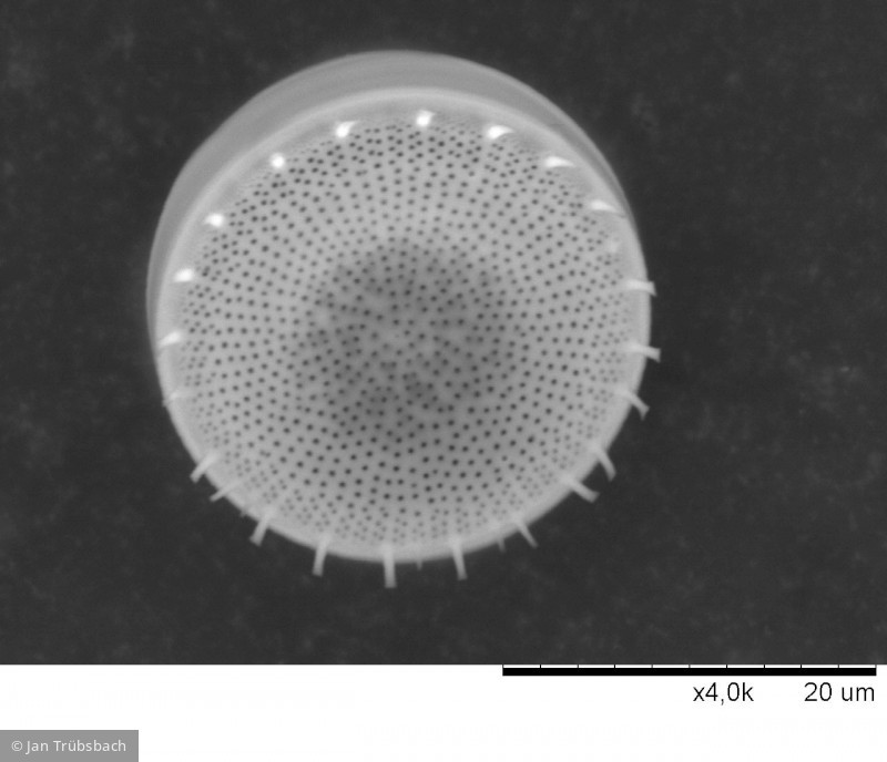 Stephanodiscus_neoastraea_1271342421 - Heterocontophyta Bacillariophyceae Centrales Stephanodiscus neoastraea