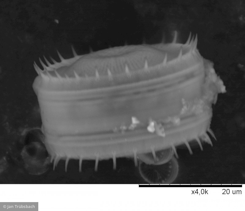 Stephanodiscus_neoastraea_1271401721 - Heterocontophyta Bacillariophyceae Centrales Stephanodiscus neoastraea