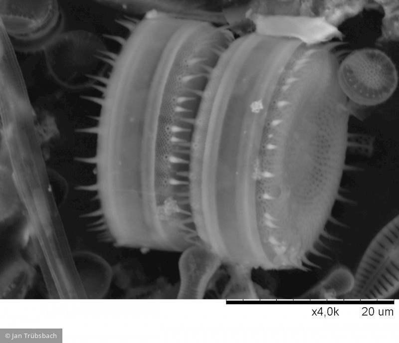 Stephanodiscus_neoastraea_1272351174 - Heterocontophyta Bacillariophyceae Centrales Stephanodiscus neoastraea