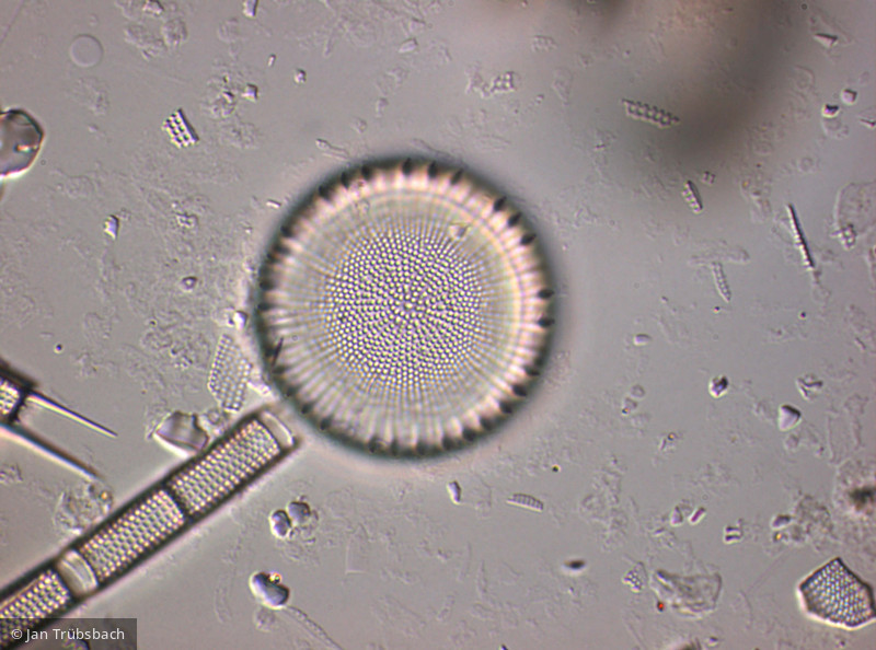 Heterocontophyta Bacillariophyceae Centrales Stephanodiscus neoastraea